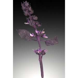  Purple Basil, Limited Edition Photograph, Home Decor 