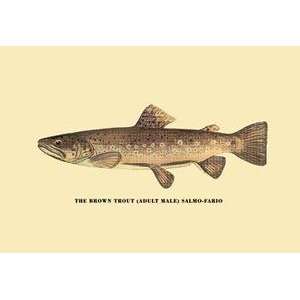  Paper poster printed on 20 x 30 stock. Brown Trout