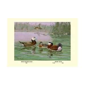  White Headed and Ruddy Ducks 12x18 Giclee on canvas