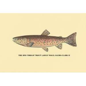  The Red Throat Trout 20x30 poster