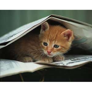  Stuewer   Kitten Under Newspaper Canvas