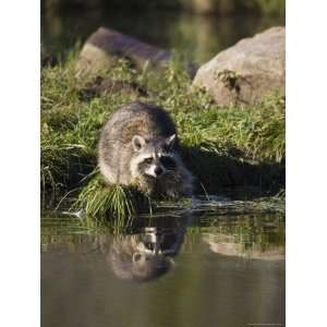 Racoon) (Procyon Lotor) at Waters Edge with Reflection, in Captivity 