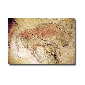  Bison From The Caves At Altamira C15000 Bc Giclee Print 