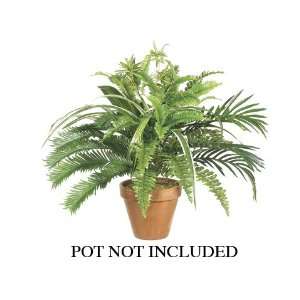  25 Small Phoenix Palm/Spider Mixed Bush Green (Pack of 4 