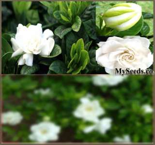 Cape Jasmine Shrub, Gardenia Flower Seeds Fragrant Flower Evergreen A+ 