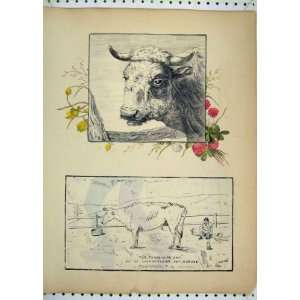  Antique Print Three Acre Cow Chamberlains Mixture