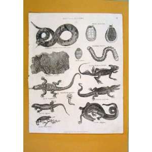  Snake Lizard Crocodile Chameleon Helix Old Print C1809 