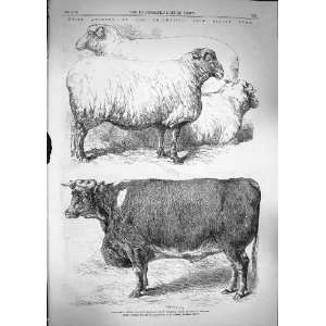    1866 Smithfield Club Cattle Show Bullock Southdowns