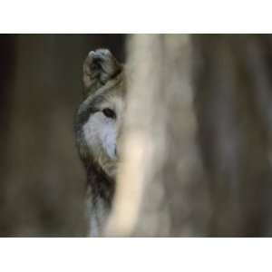  A Captive Mexican Gray Wolf Peers from Behind a Tree Trunk 