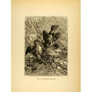  1885 Lithograph Birds Nest Habitat Egg laying Animal 
