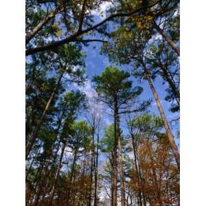  Looking Skywards Through Trees, Shawnee State Forest, USA 