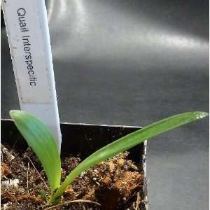  Pale Quail Clivia Plant Seedling Patio, Lawn & Garden
