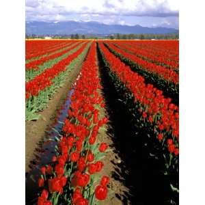  Red Tulip Rows, Skagit Valley, Washington State, USA 