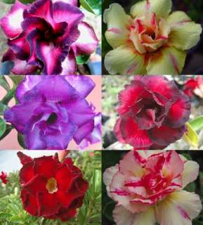 NEW ADENIUM Mixed SIX GRAFTED PLANT RARE  