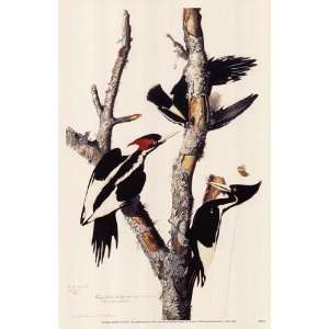  Ivory Billed Woodpecker   Poster by John James Audubon 