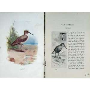   Dunlin Purre 1901 Swaysland Wild Birds Thorburn Colour