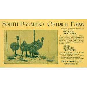  1899 Ad Edwin Cawston Pasadena CA Ostrich Feather Farm 