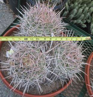 Echinocactus polycephalus Mojave Cotton Top Cactus 56  