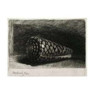   Van Rijn   The Shell (conus Marmoreus) Giclee