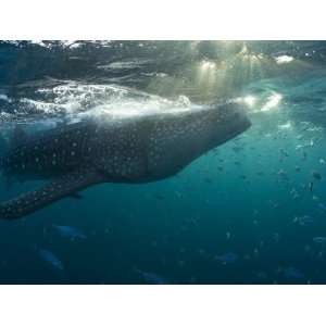 Fish Following a Whale Shark for Protection from Predators 