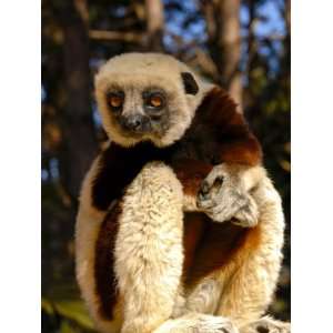  Coquerels Sifaka (Propithecus Coquereli), Antanarivo 