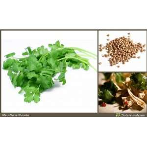  Nature Seeds Coriander / Cilantro Vegetable / Herb 150 