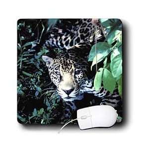   Jaguar in the rainforest jungle in Belize   Mouse Pads Electronics