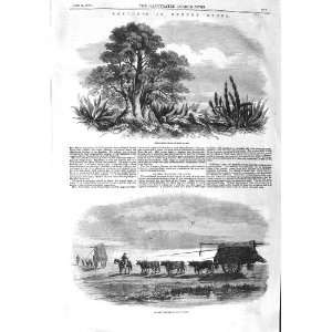    1858 HEDGE ROW BUENOS AYRES OX CARTS PAMPAS CATTLE