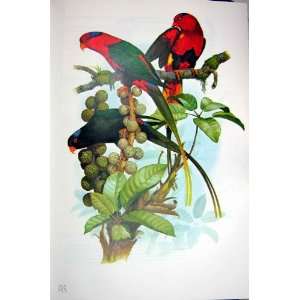  World Parrots 1973 Papuan & StellaS Lory