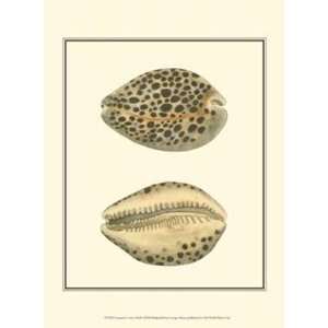 Leopard Cowry Shells George Shaw. 10.00 inches by 13.00 inches. Best 