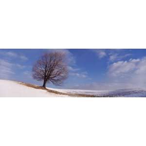  View of a Single Tree on a Hill in Winter by Panoramic Images 