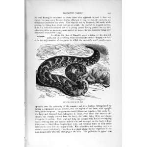  NATURAL HISTORY 1896 PUFF ADDER SNAKE HORNED VIPERS