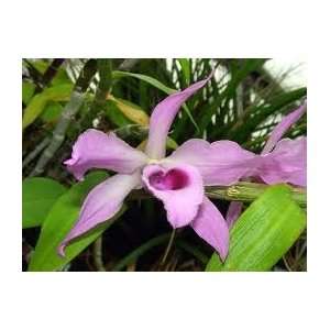 Orchid Species Seed Dendrobium Anosmum 10 Seeds