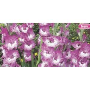  Nashville Gladiolus 10 Bulbs Patio, Lawn & Garden