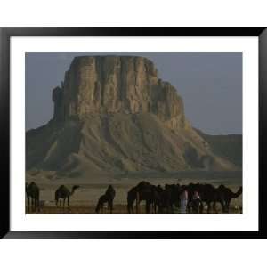  Camels Graze in Front of a Butte in Saudi Arabia National 