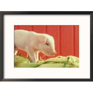  Pig, Sus Scrofa Piglet Enjoying Box of Corn Framed 