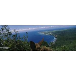 Mule on the Beach, Pacific Ocean, Kalaupapa, Molokai, Hawaii, USA by 