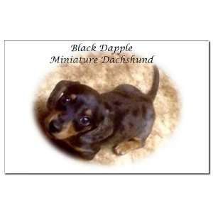  Black Dapple Mini Dachsie Funny Mini Poster Print by 