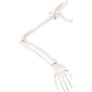   Arm Human Skeleton with Scapula and Clavicle Industrial & Scientific