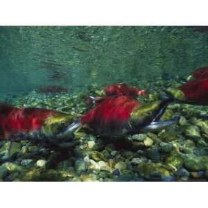  Red Salmon Look for the Perfect Place to Lay Eggs National 