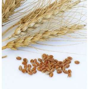  Davids Cover Crop Organic Spring Wheat Glenn 5 Pound 