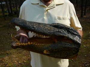 Def 1) 18 3/8 large Deformed Gator ALLIGATOR Aligator HEAD teeth 