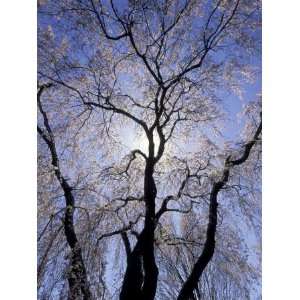  Backlit Tree and Blossoms in Spring, Lexington, Kentucky 