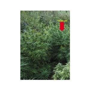   Pot Fields Marijuana Tin Sign