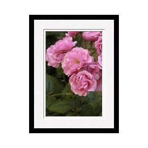 Cluster Of Pink Roses Simiane La Rotonde Provence France Framed Giclee 