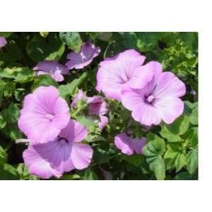  1,100 Rose Mallow Flower Seeds with  Patio 