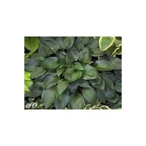  Devon Green Hosta Patio, Lawn & Garden