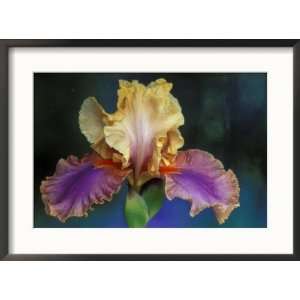  Bearded Iris, Rochester, Michigan, USA Framed Photographic 