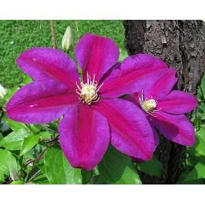  Sunset Clematis   Potted   Velvety Burgundy Red Blooms 