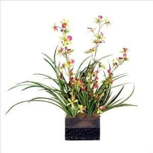   Potted Tiger Orchid in Pink Yellow and Green